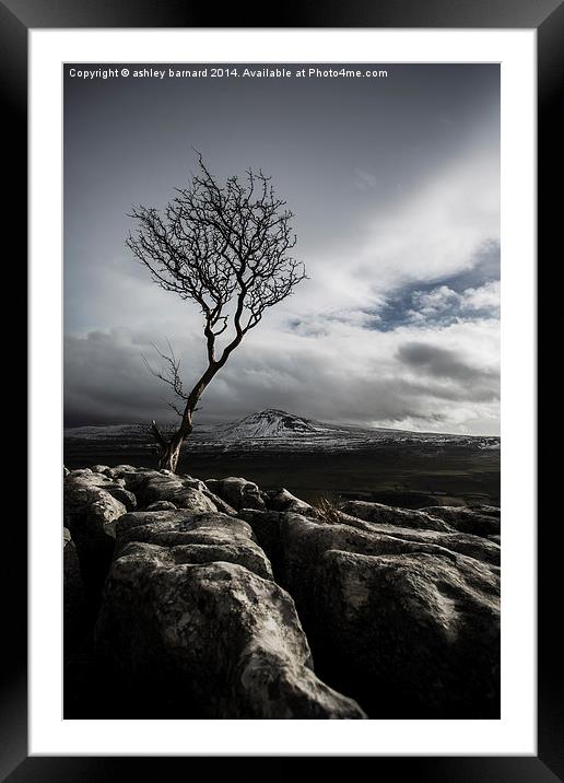 The Old Tree Framed Mounted Print by ashley barnard