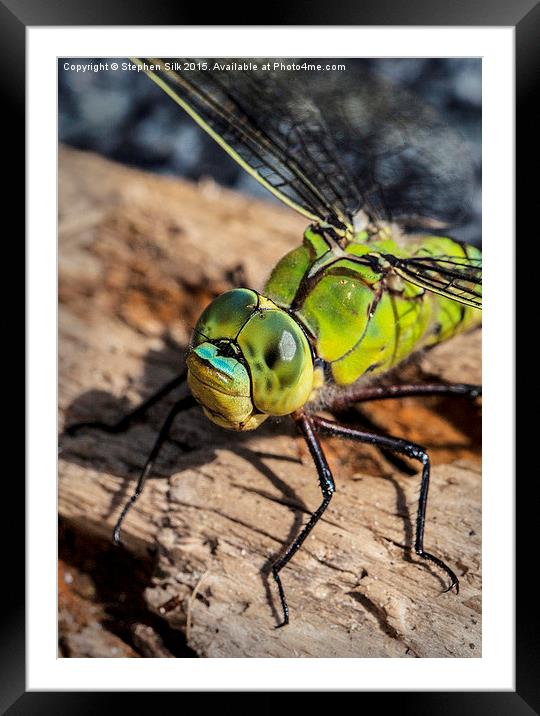  Dragon Fly, Southern Hawker Male. Framed Mounted Print by Stephen Silk