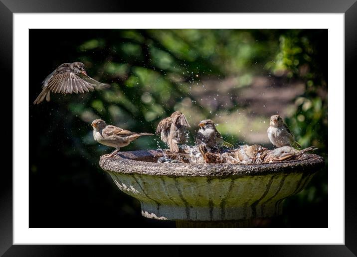 Birds washing Framed Mounted Print by Jonathan Smith