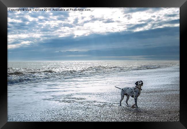  A dog's life Framed Print by Mark Caplice