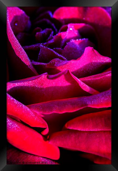 Layers of red rose petals Framed Print by Vishwanath Bhat