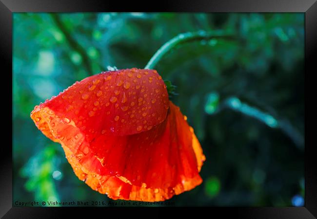 One beautiful red poppy with dew drops Framed Print by Vishwanath Bhat