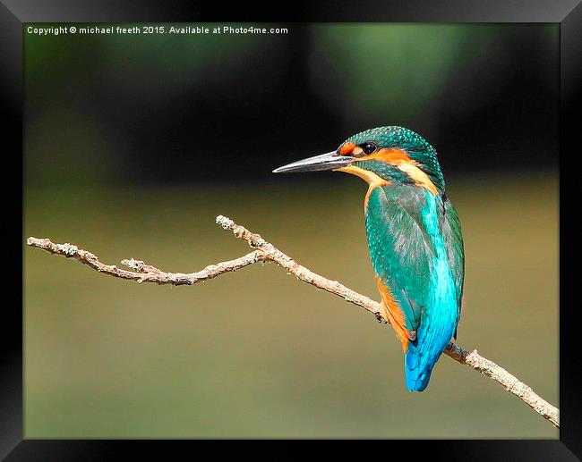  Kingfisher Framed Print by michael freeth
