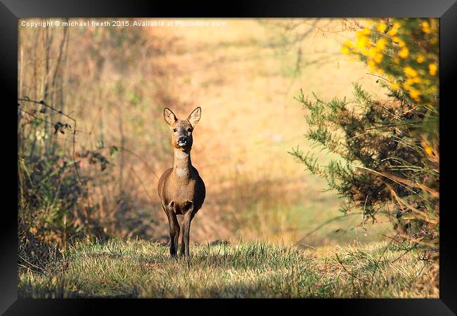  Roe deer Framed Print by michael freeth