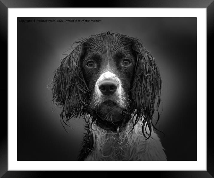 English springer spanial Framed Mounted Print by michael freeth