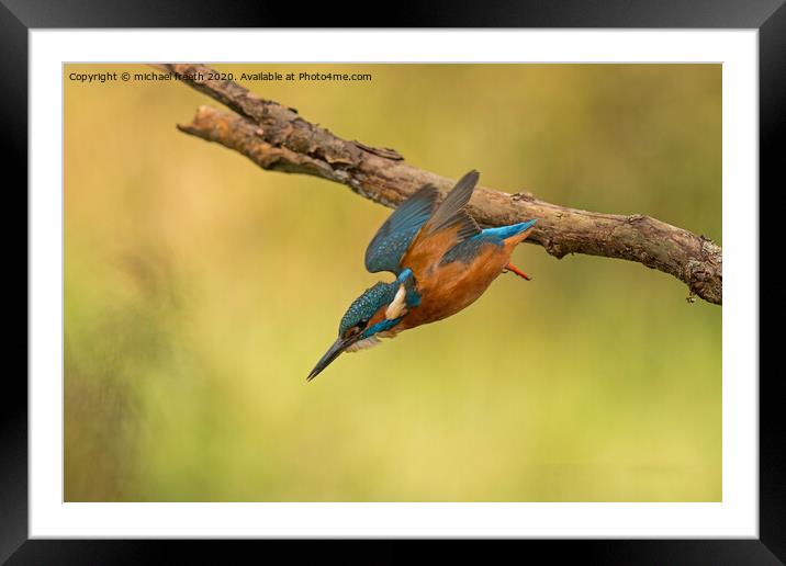 A Kingfisher diving for a fish Framed Mounted Print by michael freeth