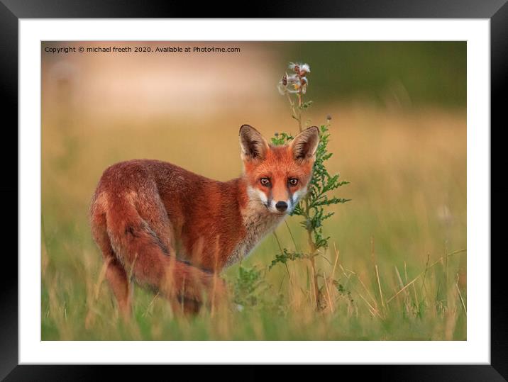 A fox standing in the grass Framed Mounted Print by michael freeth