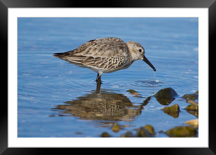  Reflection Framed Mounted Print by Des O'Connor