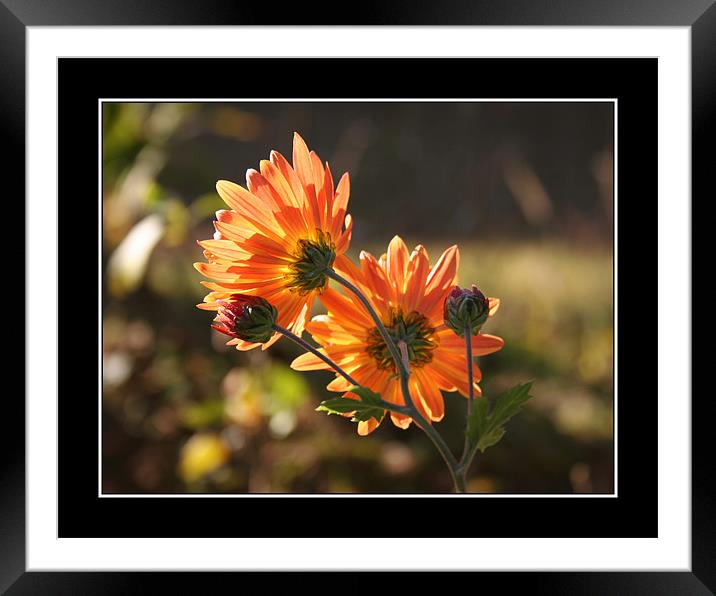 1496_17065 Framed Mounted Print by SAURABH SRIVASTAVA