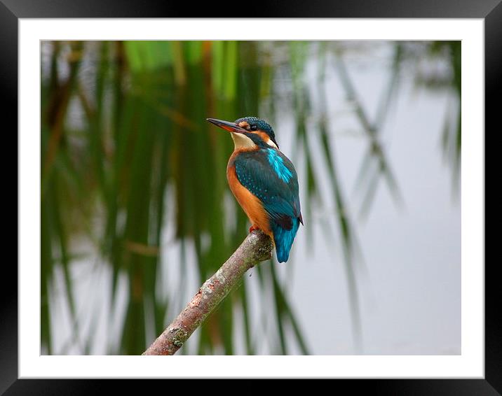  Kingfisher on perch Framed Mounted Print by Darren and Amanda Leetham