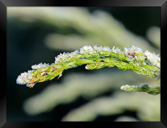  Frosty foliage Framed Print by Darren and Amanda Leetham