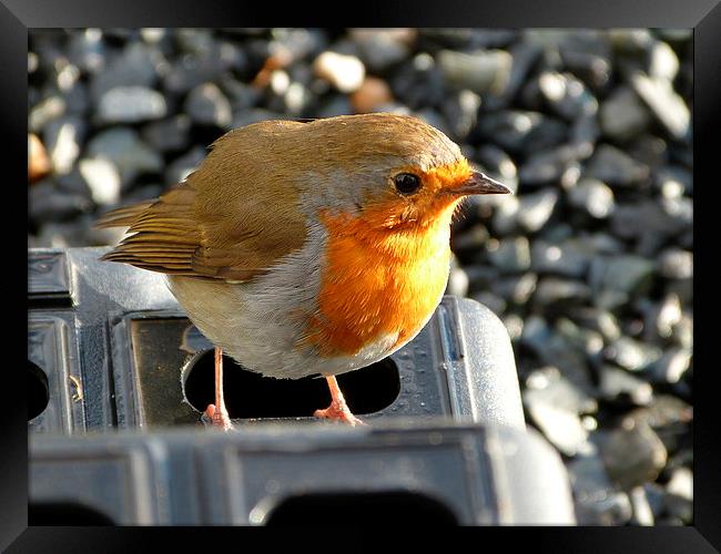  Robin on step Framed Print by Darren and Amanda Leetham