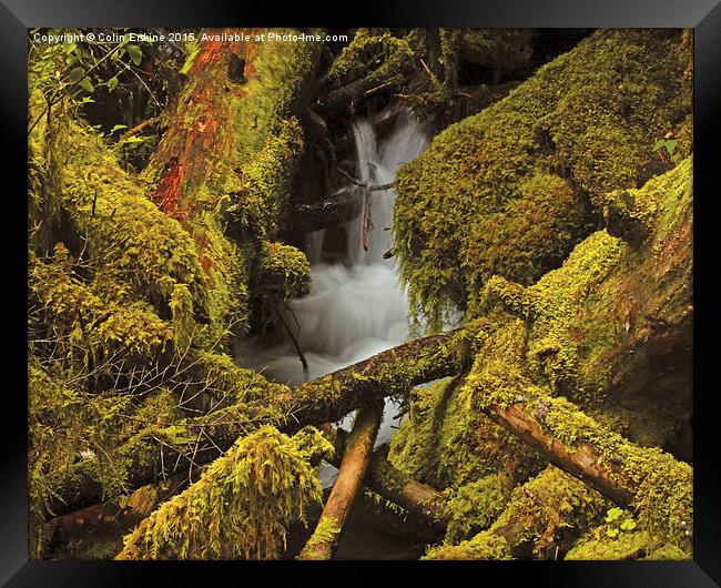 Mossy logs  Framed Print by Hans Franchesco