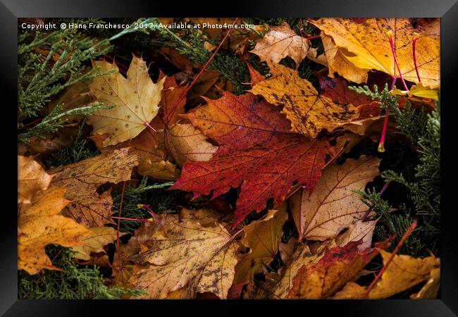 The color of Fall Framed Print by Hans Franchesco