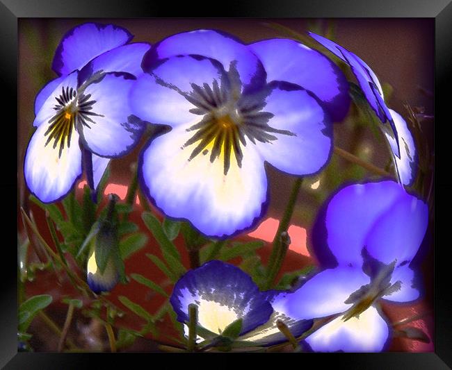 Painted Pansies  Framed Print by Rozlen Willoughby