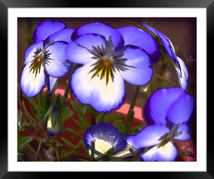 Painted Pansies  Framed Mounted Print by Rozlen Willoughby
