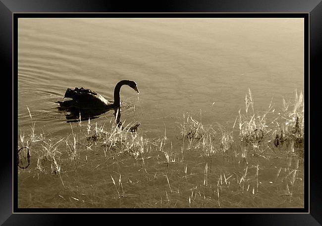 Sepia Swan  Framed Print by Rozlen Willoughby