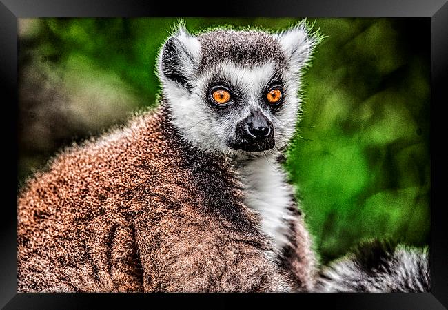 Lemur Framed Print by Rafal Adamczyk
