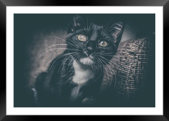  Kitten Framed Mounted Print by Rafal Adamczyk