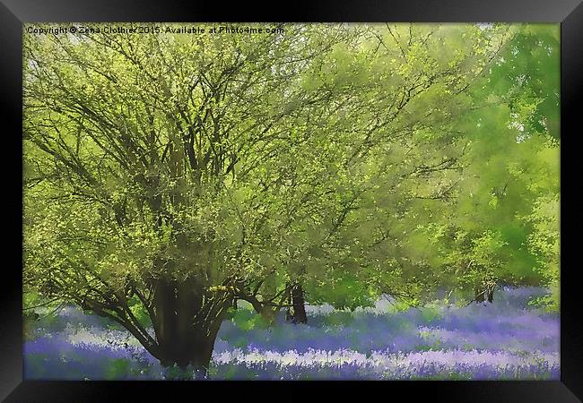  Painted bluebells :) Framed Print by Zena Clothier