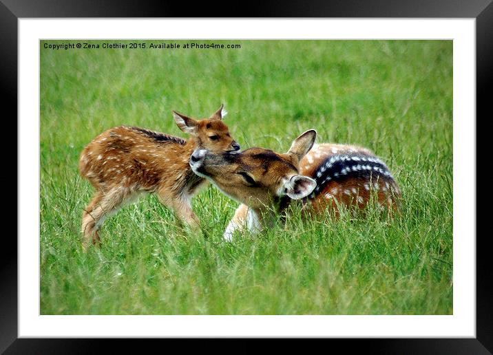 Mother Deer Love Framed Mounted Print by Zena Clothier