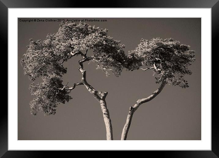 Tree Heart Framed Mounted Print by Zena Clothier