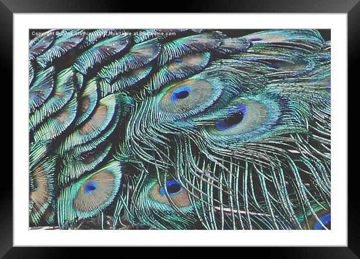 The Peacock Feathers Framed Mounted Print by Zena Clothier