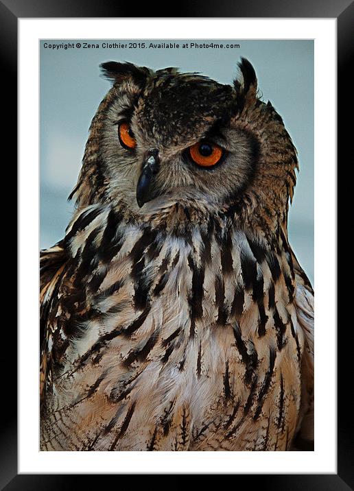 Inquisitive Owl Framed Mounted Print by Zena Clothier