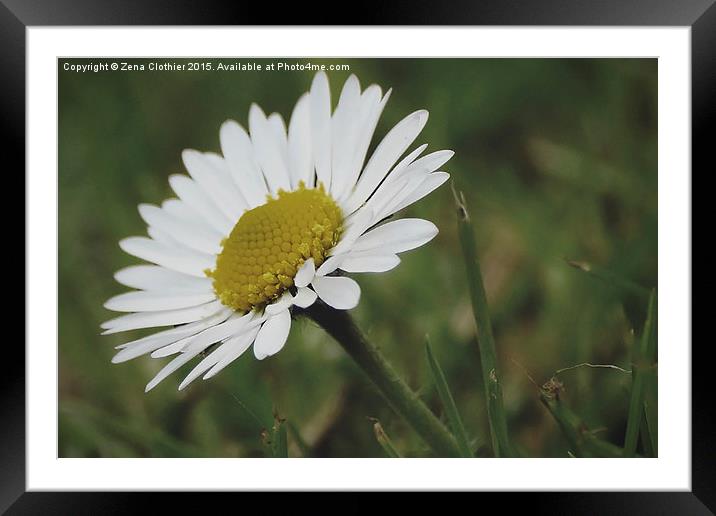 Daisy, Daisy! Framed Mounted Print by Zena Clothier