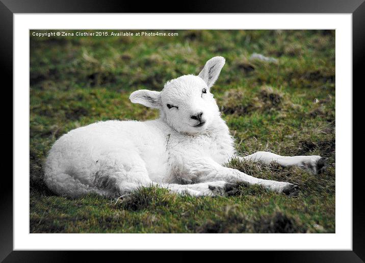  Spring Lamb Framed Mounted Print by Zena Clothier
