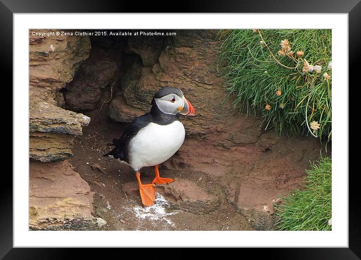  Puffin lookout Framed Mounted Print by Zena Clothier