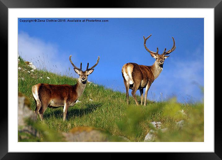  Deer; Deer; Framed Mounted Print by Zena Clothier
