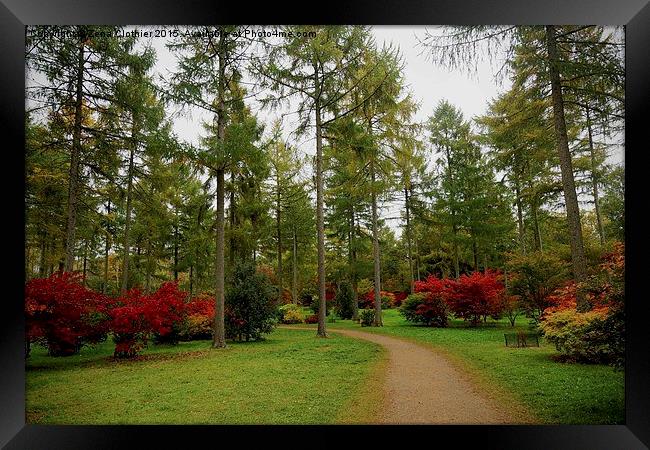 Walk in the Park Framed Print by Zena Clothier