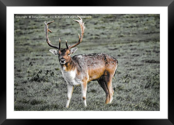 Master of the Glen Framed Mounted Print by Zena Clothier