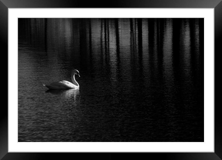 Solitary swan on a Scottish Lake Framed Mounted Print by Sonia Packer