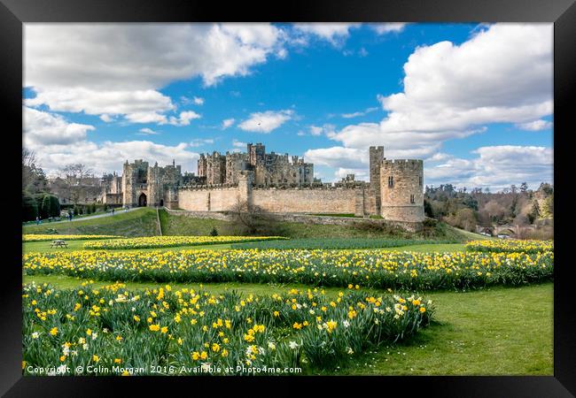 Alnwick Castle Daffodils Framed Print by Colin Morgan