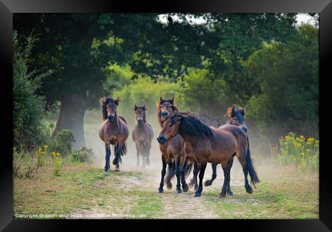 Wild horses putting the brakes on  Framed Print by kevin long