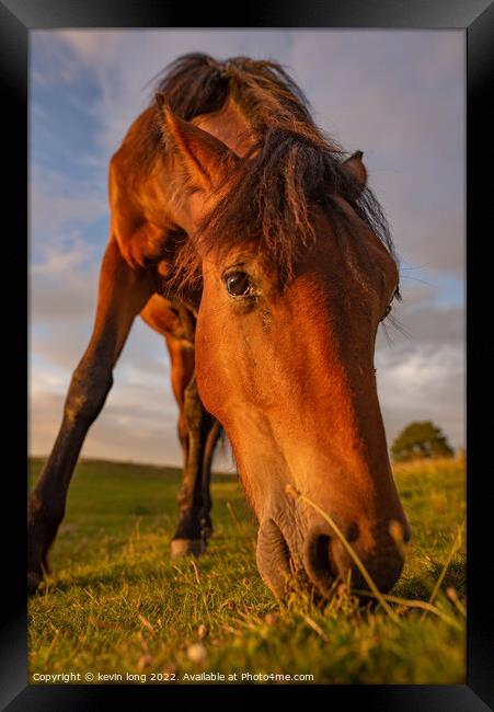 Animal horse at sunset  Framed Print by kevin long
