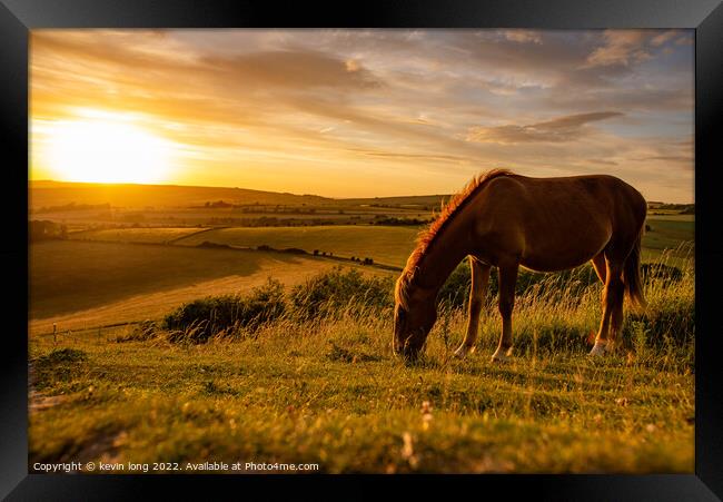 A brown horse grazing in an open field Framed Print by kevin long
