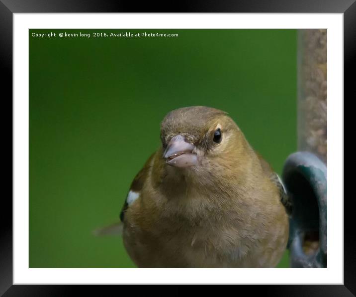 chaffinch looking at me while im looking at him  Framed Mounted Print by kevin long