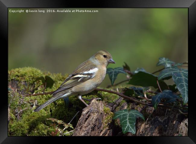 chaffinch in the woods  Framed Print by kevin long