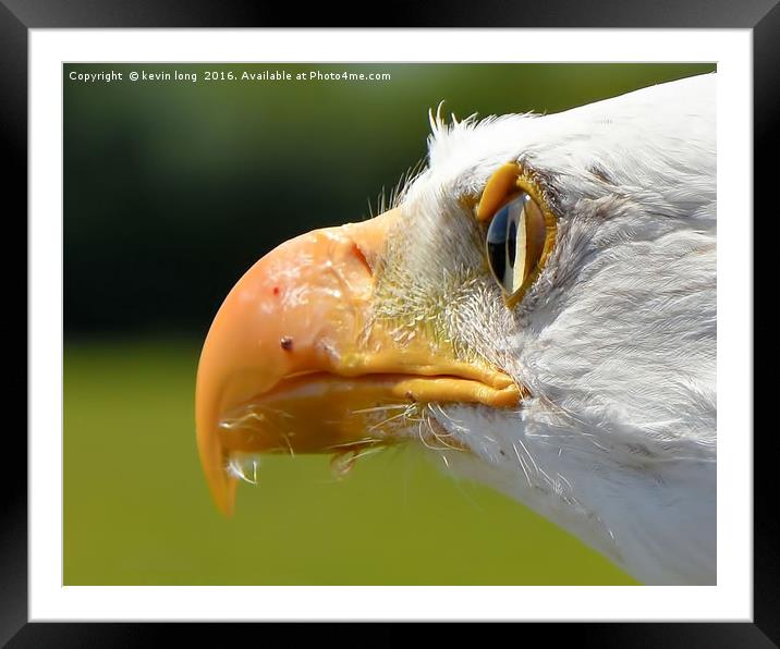 the view from a bald eagles eyes  Framed Mounted Print by kevin long