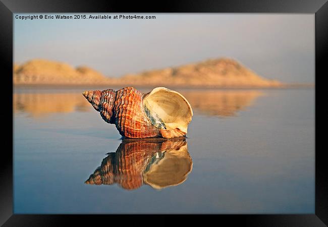  Shell Reflection Framed Print by Eric Watson