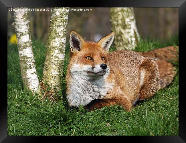  Red Fox Framed Print by Robert Stocker