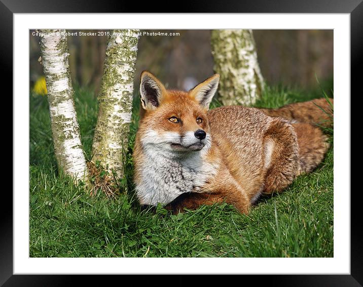  Red Fox Framed Mounted Print by Robert Stocker