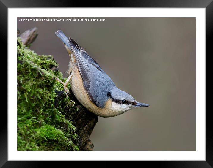  Woodland Nuthatch Framed Mounted Print by Robert Stocker