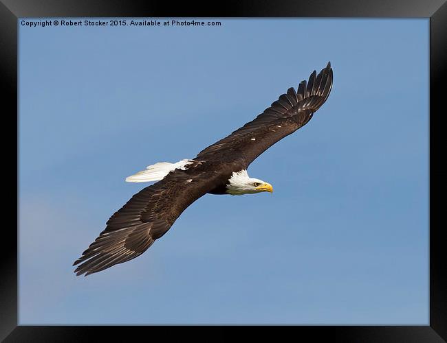  Bald Eagle in Flight Framed Print by Robert Stocker