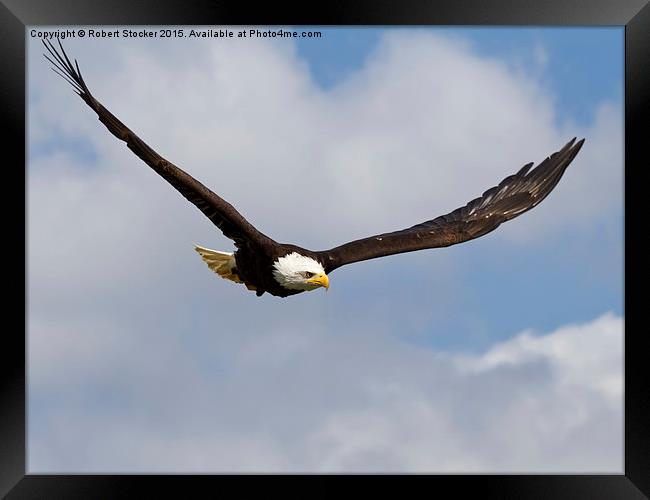   Bald Eagle in Flight Framed Print by Robert Stocker