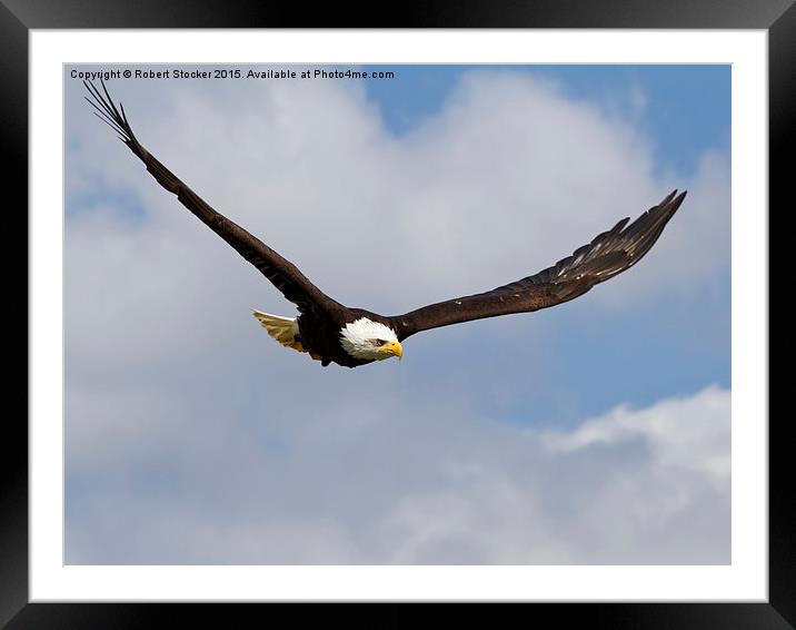   Bald Eagle in Flight Framed Mounted Print by Robert Stocker