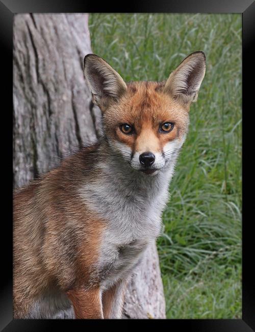  Red Fox UK Framed Print by Robert Stocker